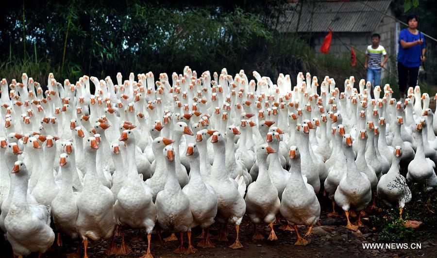 CHINA-ANHUI-LU'AN-GEESE RAISING (CN)