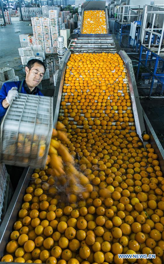 #CHINA-HUBEI-NAVEL ORANGE(CN)