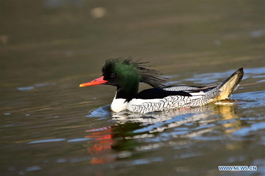 CHINA-JIANGXI-WUYUAN-CHINESE MERGANSER (CN)