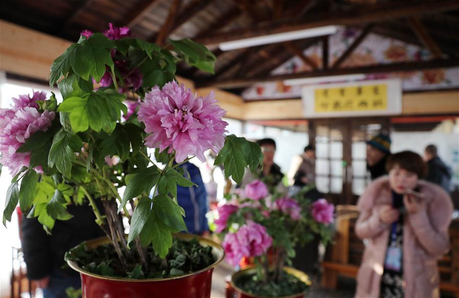 CHINA-LIAONING-SHENYANG-PEONY FLOWERS (CN)