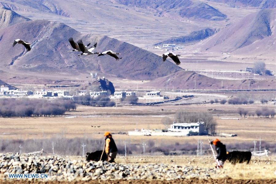 CHINA-TIBET-BLACK-NECKED CRANE-WINTER HABITAT (CN)