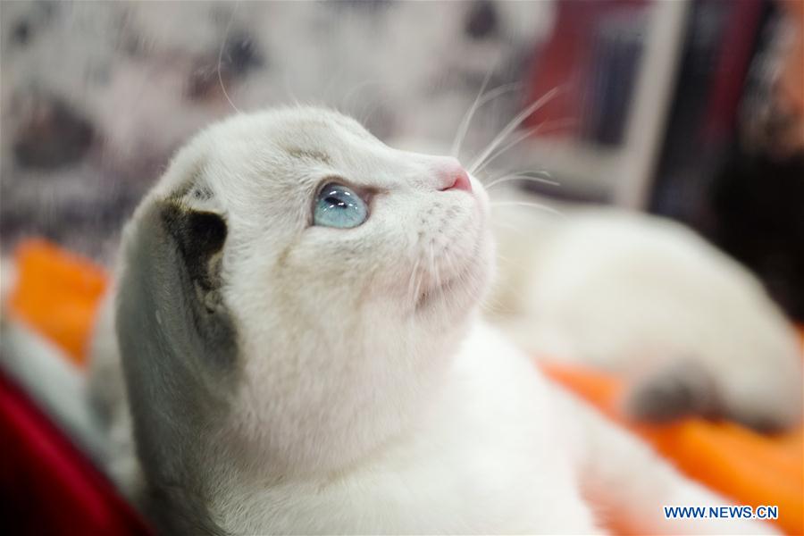 RUSSIA-MOSCOW-CAT SHOW