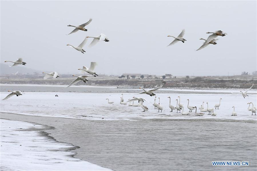 #CHINA-JIANGSU-SWANS (CN)