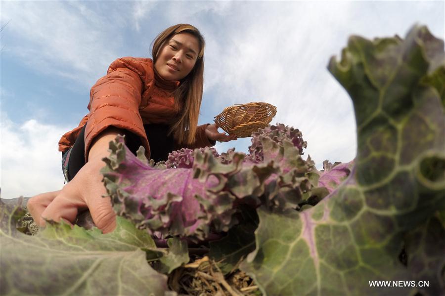 CHINA-HEBEI-WINTER-FARM WORK (CN)