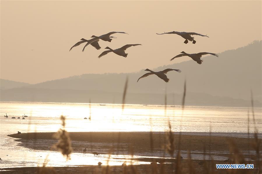 #CHINA-SHANDONG-RONGCHENG-SWAN (CN)