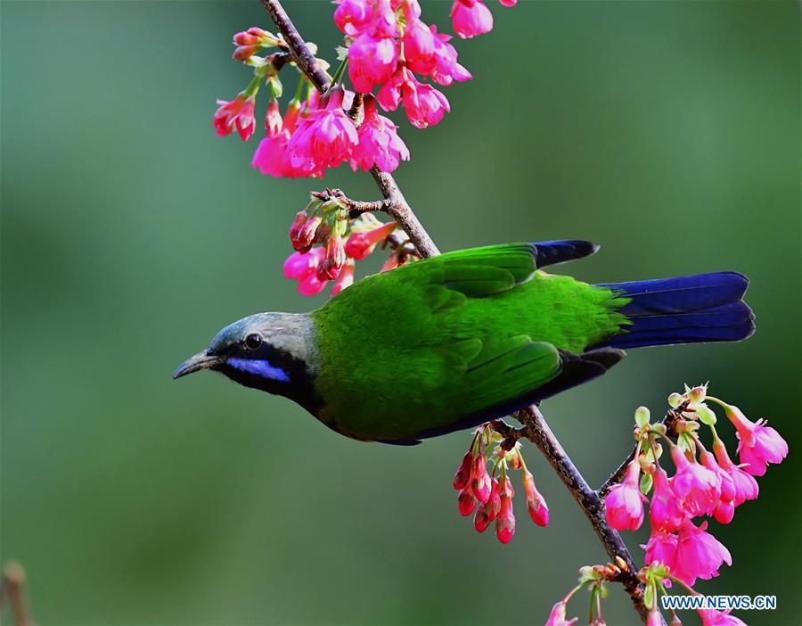 CHINA-FUJIAN-CHEERY BLOSSOM-BIRDS (CN)