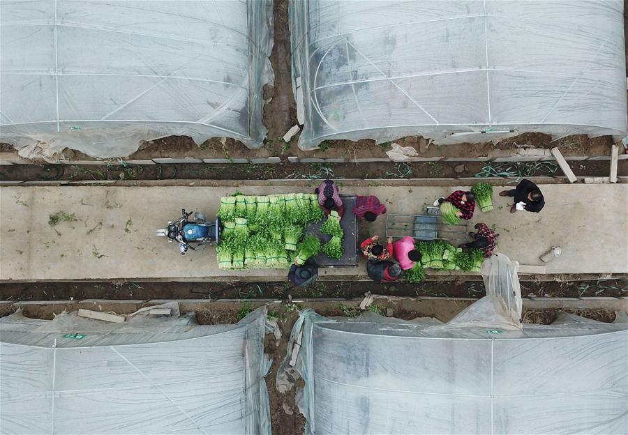 CHINA-JIANGSU-FARMING-VEGETABLE (CN)