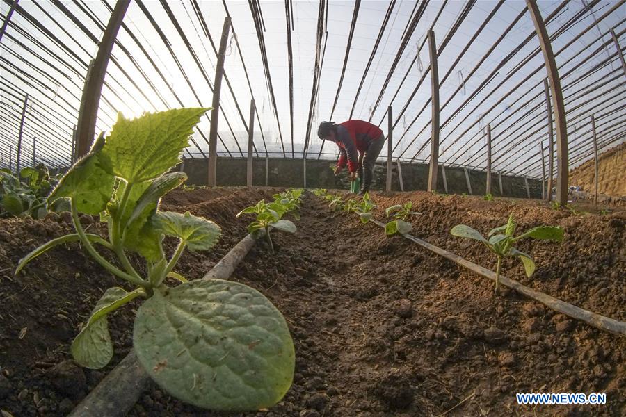 #CHINA-WINTER-DAHAN-SOLAR TERM-FARM WORK (CN)