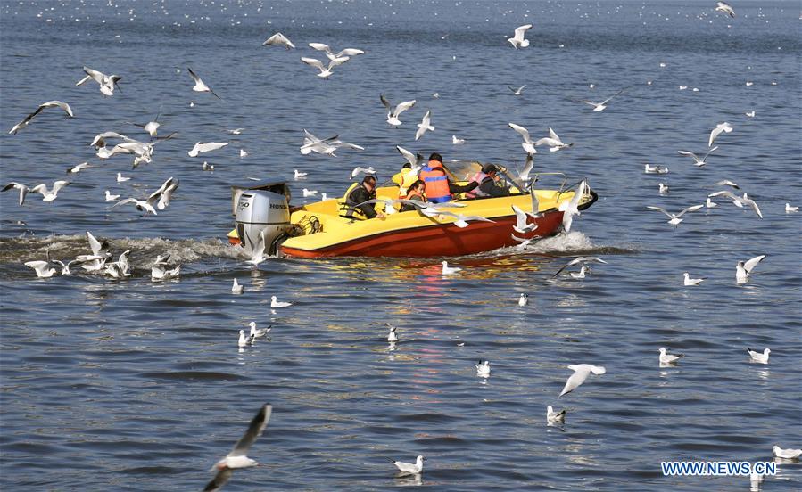 CHINA-KUNMING-WEATHER-RED-BILLED GULLS(CN)