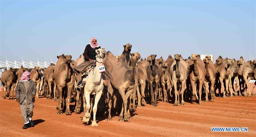 SAUDI-RIYADH-CAMEL FESTIVAL