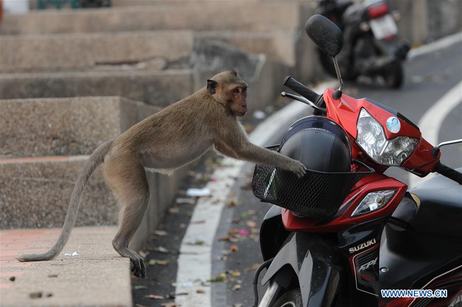 THAILAND-CHONBURI-MONKEY