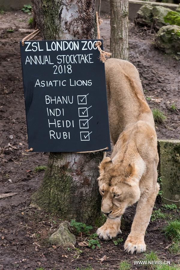 BRITAIN-LONDON-ZOO-ANNUAL STOCKTAKE