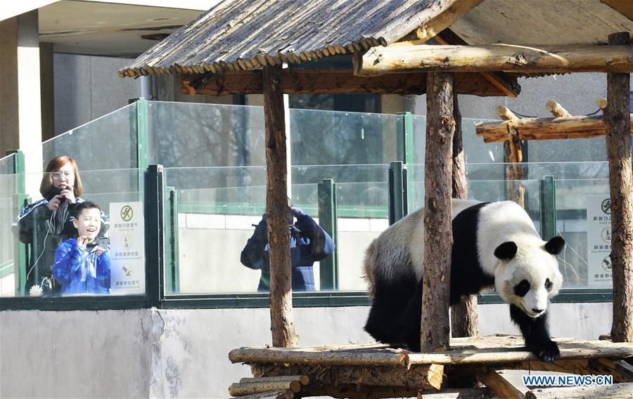 #CHINA-TIANJIN-GIANT PANDA(CN)