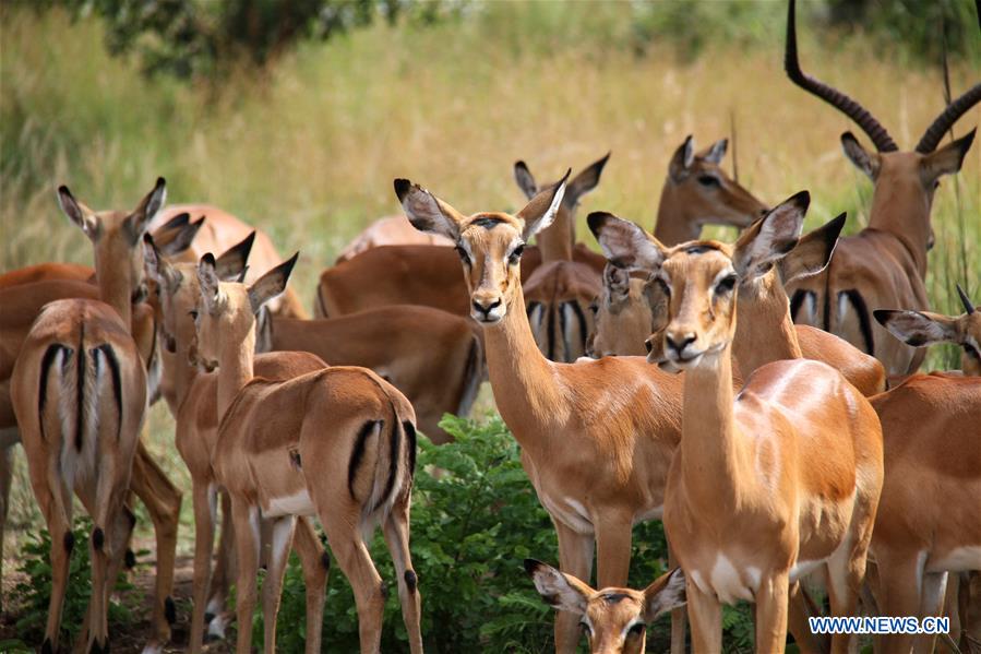 RWANDA-AKAGERA NATIONAL PARK-WILDLIFE