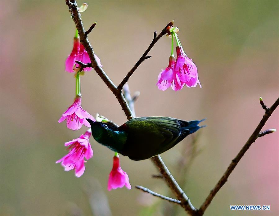 CHINA-FUZHOU-CHEERY BLOSSOM-BIRDS (CN)