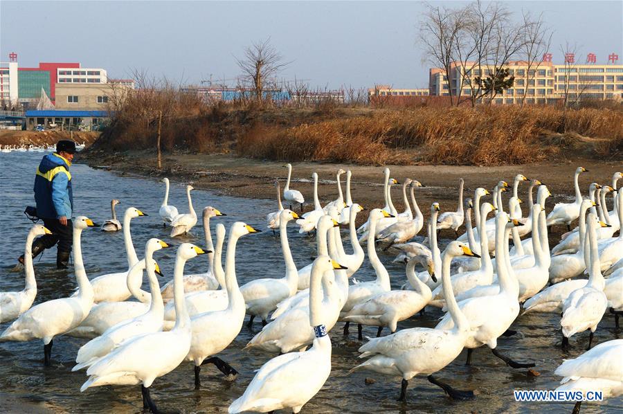 CHINA-SHANDONG-RONGCHENG-SWAN (CN)