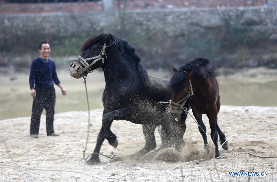 #CHINA-GUANGXI-RONGSHUI-HORSE FIGHT (CN)