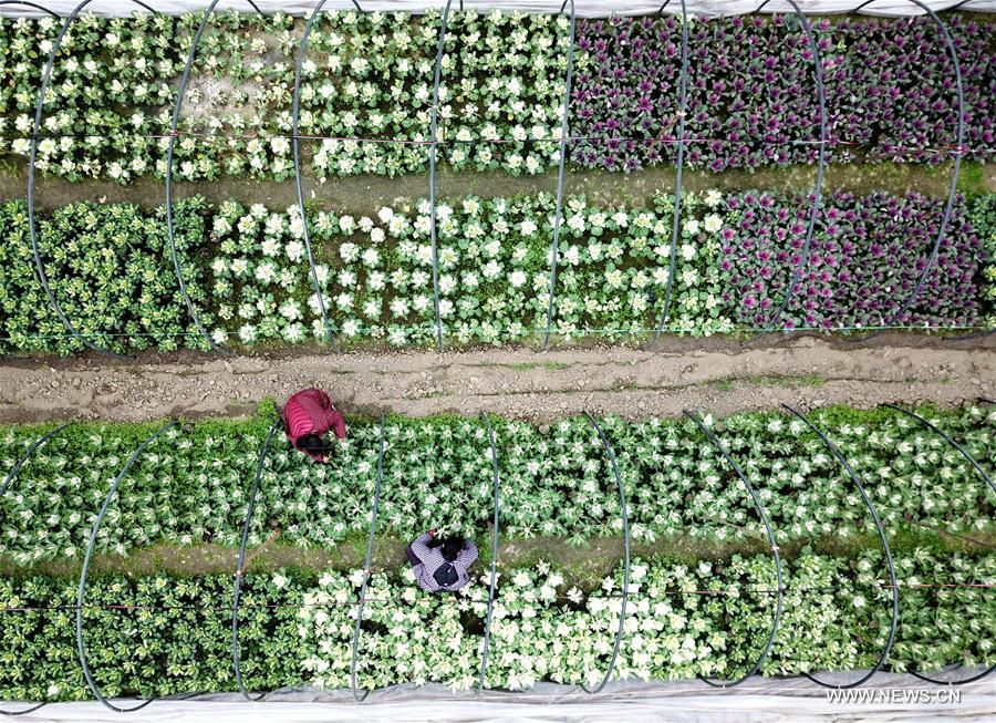 #CHINA-EARLY SPRING-AGRICULTURE (CN)