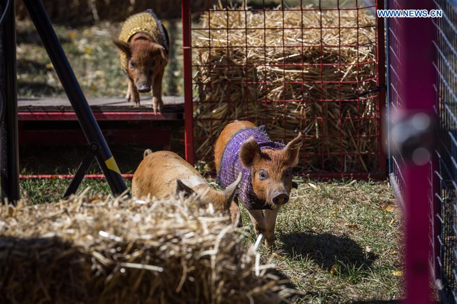 AUSTRALIA-CANBERRA-AGRICULTURAL SHOW