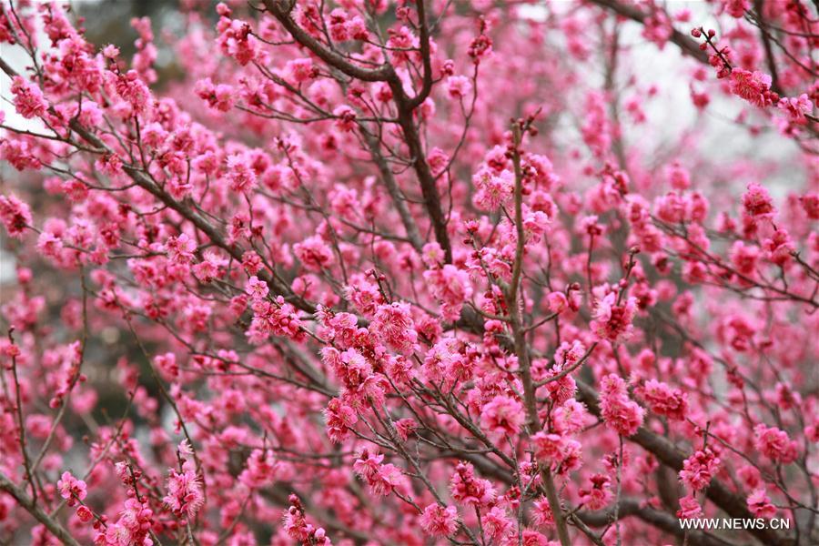 #CHINA-NANJING-MOUNTAIN-PLUM BLOSSOM