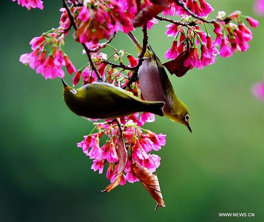 CHINA-FUJIAN-CHEERY BLOSSOM-BIRDS (CN)