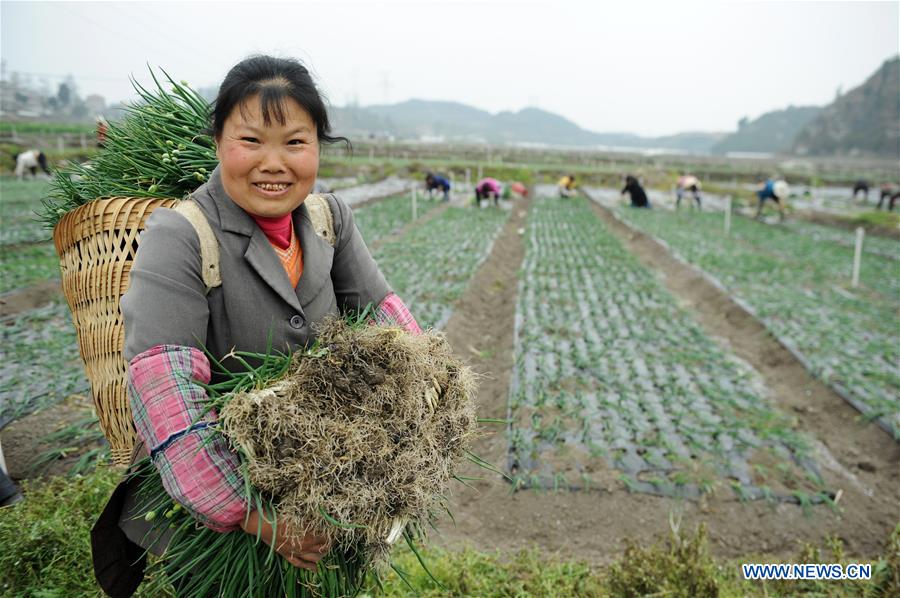 CHINA-JINGZHE-FARM WORK (CN) 