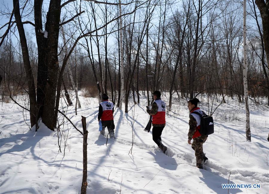 CHINA-HEILONGJIANG-WILDLIFE-SIBERIAN TIGER-CONSERVATION (CN)