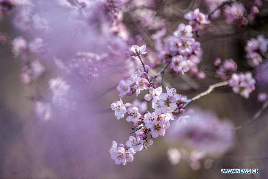 #CHINA-SHANXI-PEACH BLOSSOMS-SCENERY (CN)