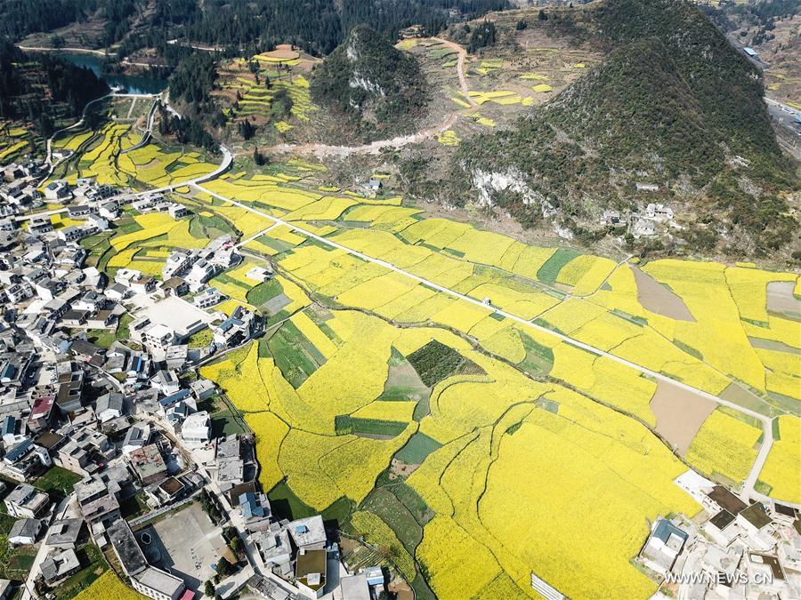 CHINA-GUIZHOU-RAPE FLOWER(CN)