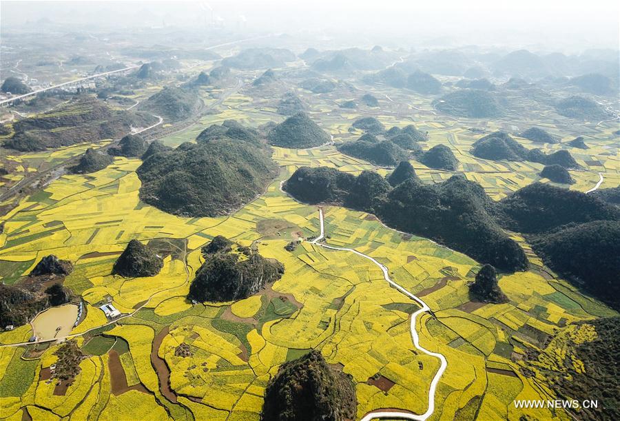 CHINA-GUIZHOU-RAPE FLOWER(CN)