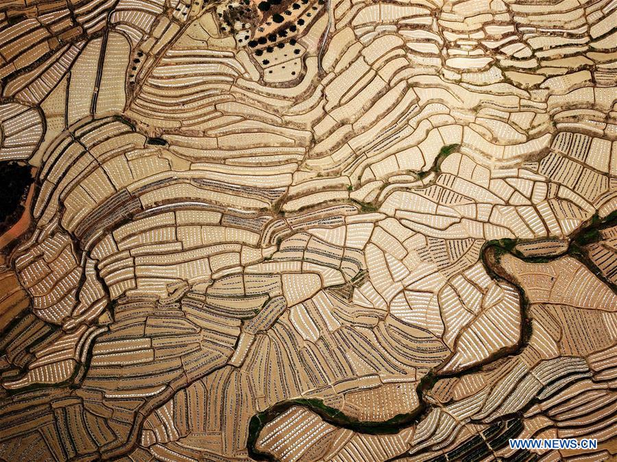 CHINA-GUANGXI-AGRICULTURE-WATERMELON-FIELD-LANDSCAPE (CN)