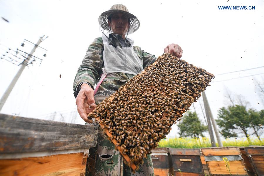 #CHINA-HUBEI-QIANJIANG-BEEKEEPERS (CN)