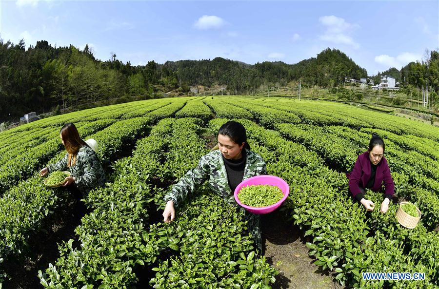 #CHINA-SPRING-TEA HARVEST (CN)