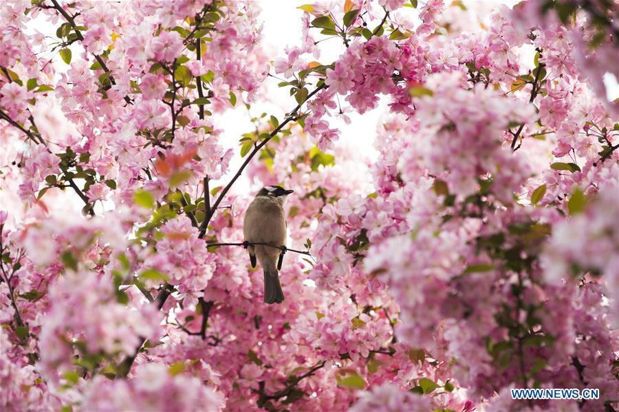 #CHINA-SPRING-SCENERY(CN)