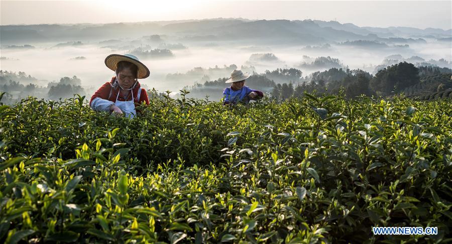 #CHINA-SPRING-TEA GARDEN (CN)