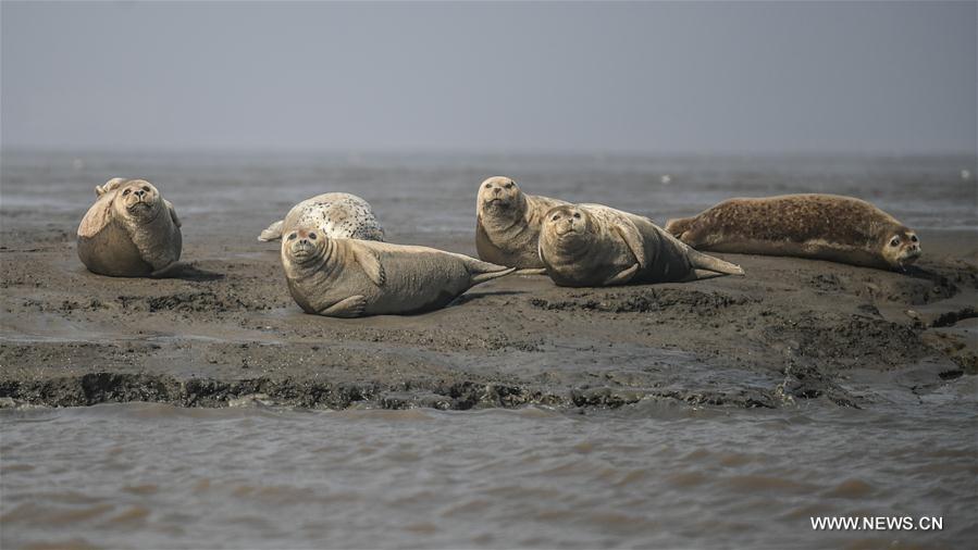 CHINA-LIAONING-PANJIN-SPOTTED SEALS (CN)