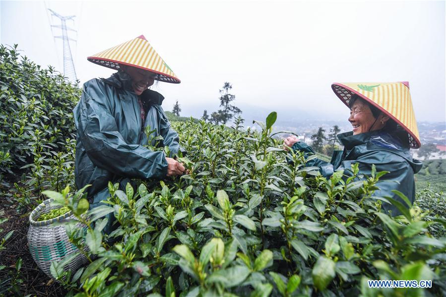 CHINA-HANGZHOU-BASHAN VILLAGE-TEA GARDEN (CN)