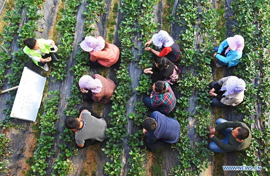 #CHINA-SHANDONG-AGRICULTURE-SPRING FARMING (CN)