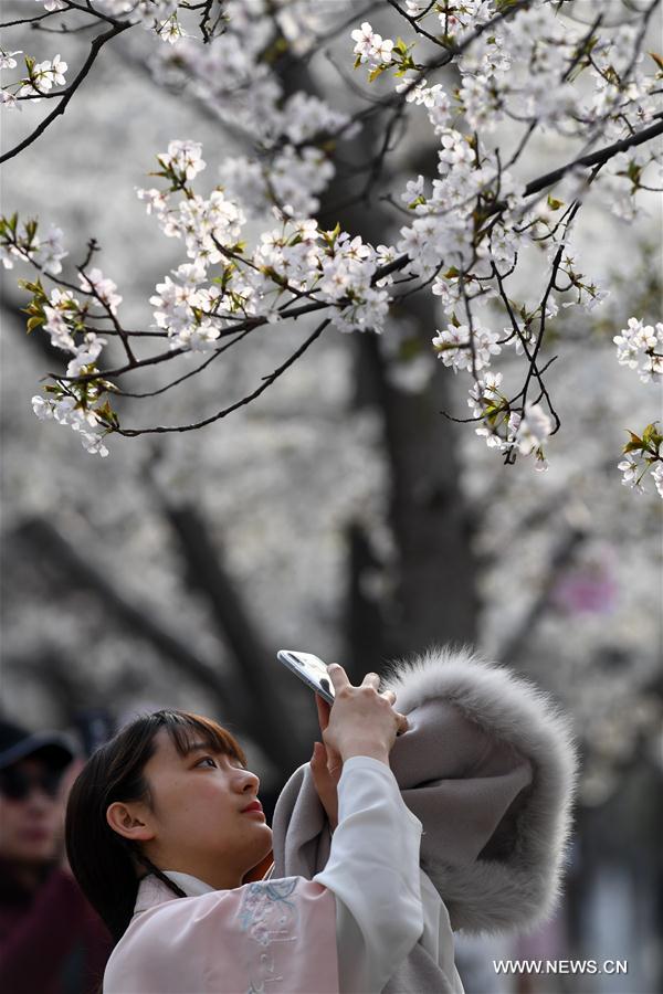 CHINA-BEIJING-CHERRY BLOSSOMS (CN)