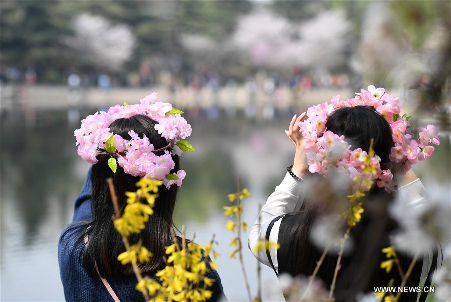 CHINA-BEIJING-CHERRY BLOSSOMS (CN)