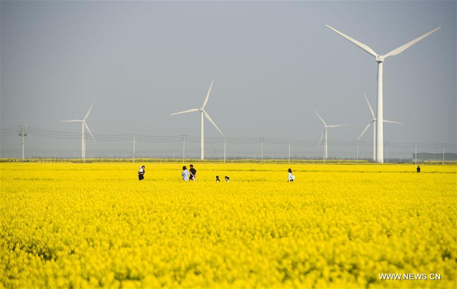 CHINA-ZHEJIANG-COLE FLOWER(CN)