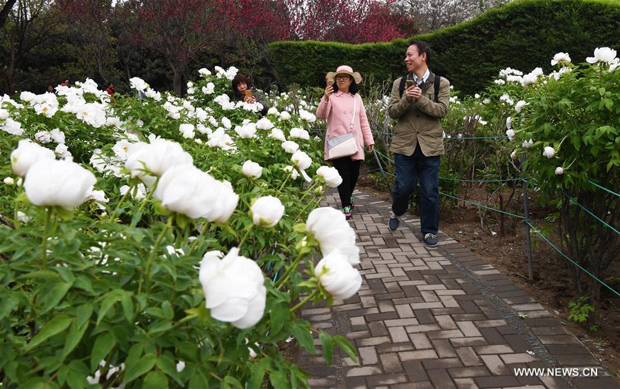 CHINA-HENAN-LUOYANG-PEONY FLOWERS-TOURISM (CN)