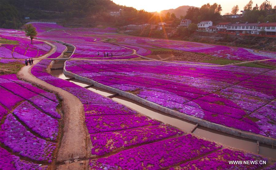 CHINA-ANHUI-HUOSHAN-SPRING SCENERY (CN)