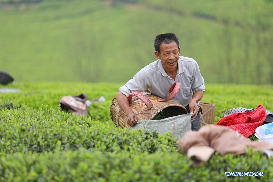 CHINA-MEITAN-TEA GARDEN(CN)