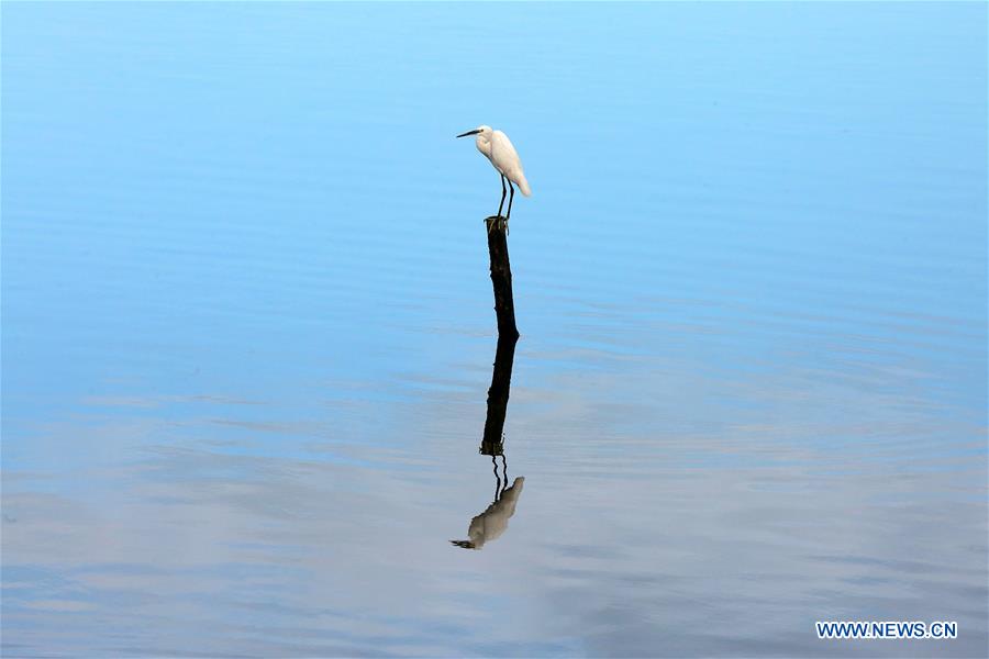 PHILIPPINES-PARANAQUE CITY-WETLANDS-BIRDS