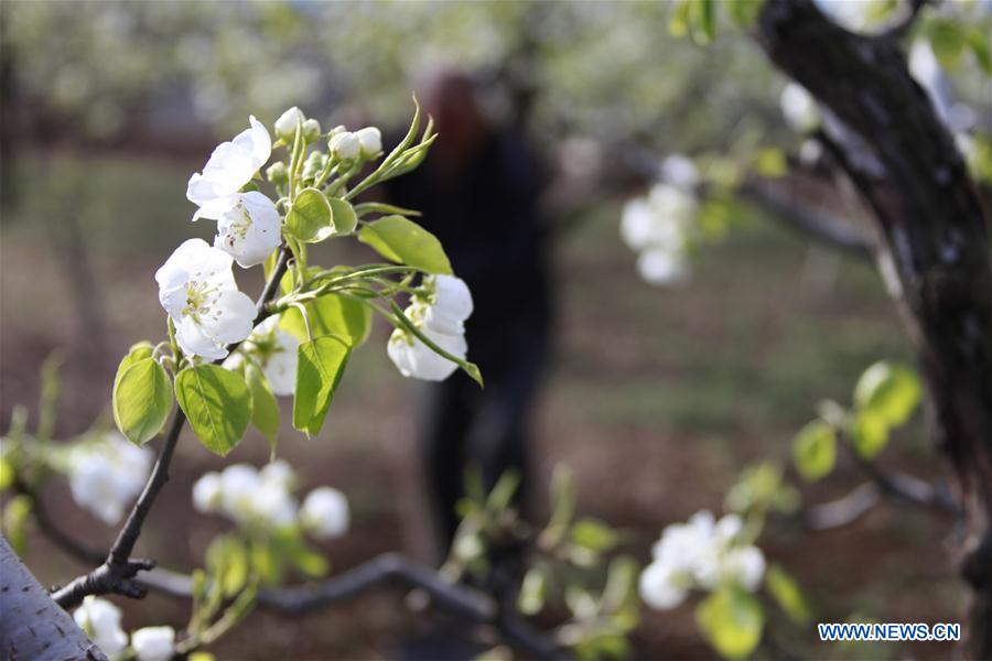 #CHINA-HEBEI-PEAR BLOSSOM (CN)