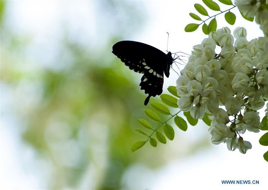 CHINA-SHANGHAI-NATURE-BUTTERFLY (CN)