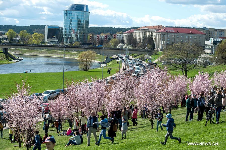 LITHUANIA-VILNIUS-CHERRY BLOSSOMS