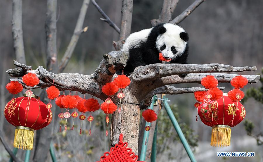 CHINA-SICHUAN-PANDA CENTER-CONSERVATION-RESTORATION (CN)