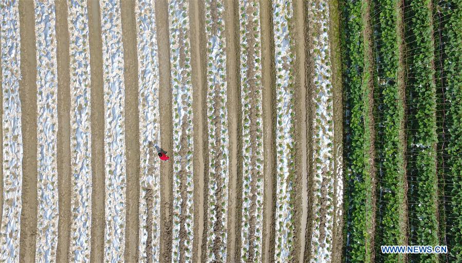 #CHINA-SPRING-FARMING (CN)